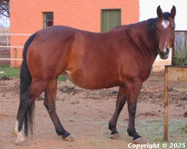 Bronco Diamond Of Mars